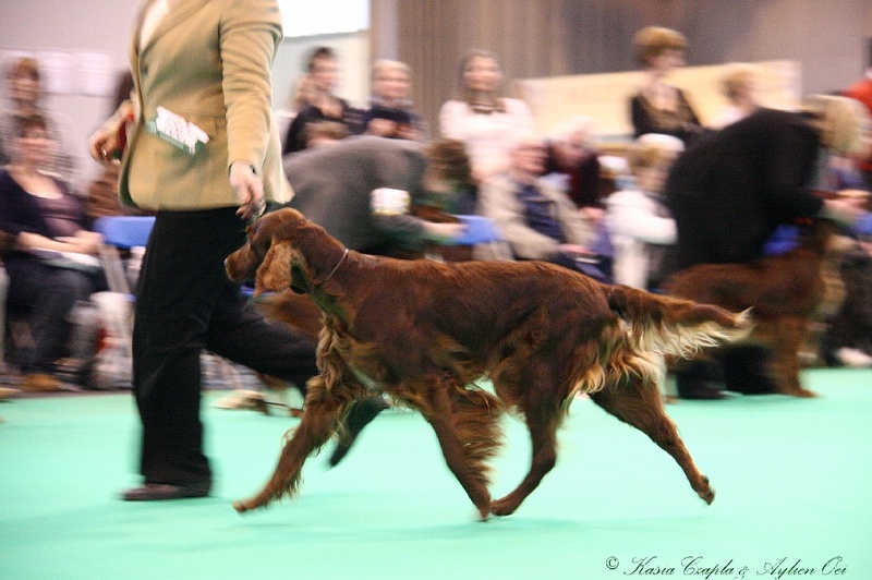 Crufts2011 916.jpg